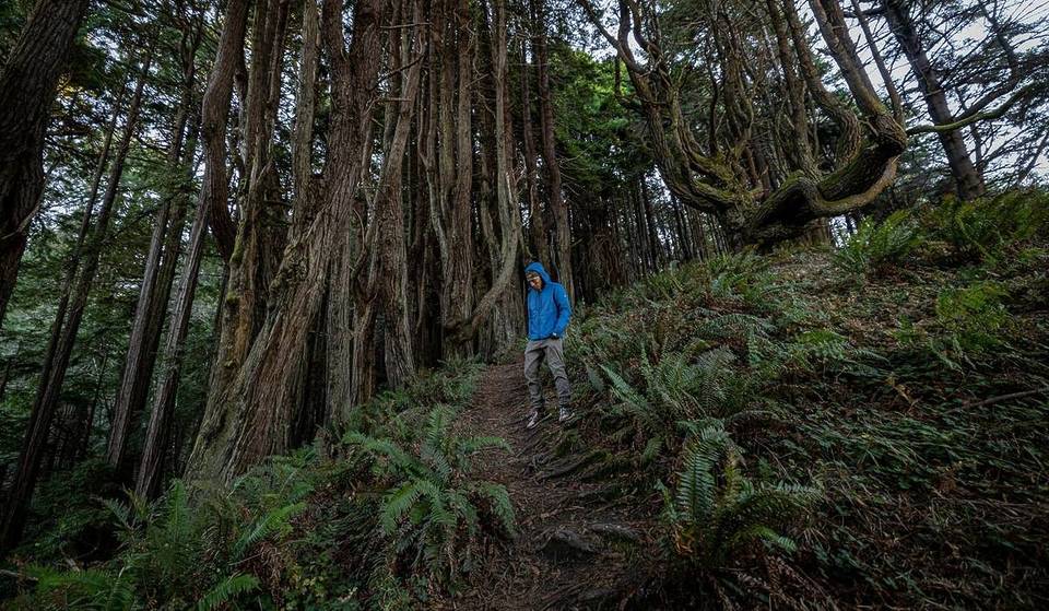 This Hidden Stretch Of California Coast Is Home To The Bizarre ‘Candelabra Redwoods’ — Famous For Their Twisted Forms