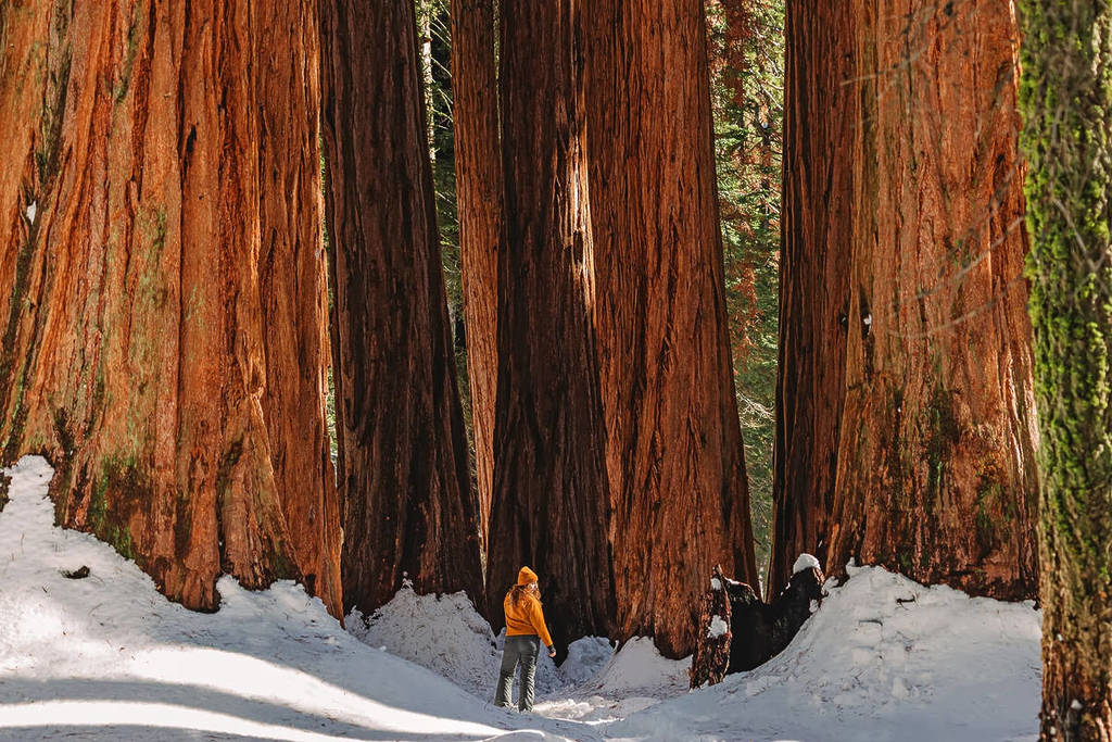A person in front of giant sequoias in the snow at Sequoia National Park