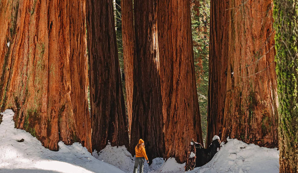 The California Park Where The World’s Tallest Trees Look Magical In Snow — And You’ll Practically Have It To Yourself