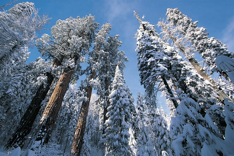 Snow topped trees at Sequoia National Park
