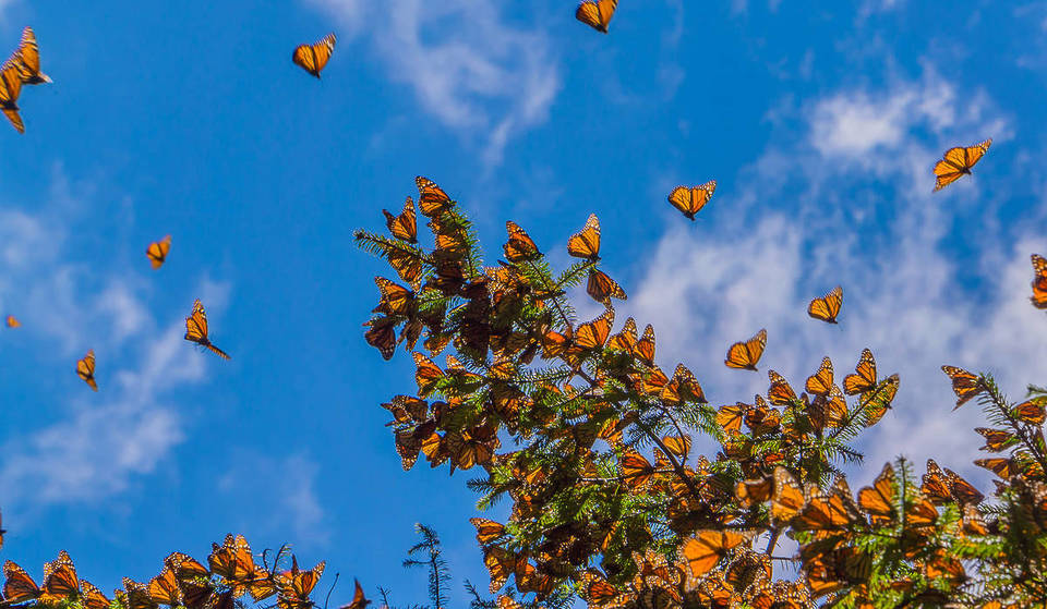 Kaliforniens jährliche Monarchenwanderung ist im Gange &#8211; hier sind sie in der Nähe von L.A. zu sehen.