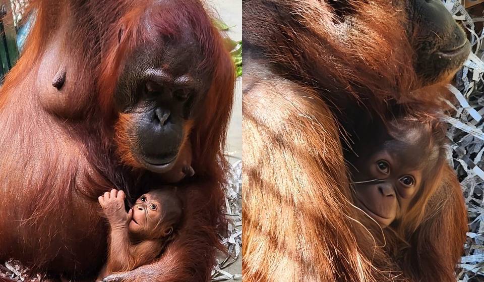 The L.A. Zoo Welcomes Its First Baby Orangutan In Nearly 15 Years — The Species Shares 97% Of Its DNA With Humans