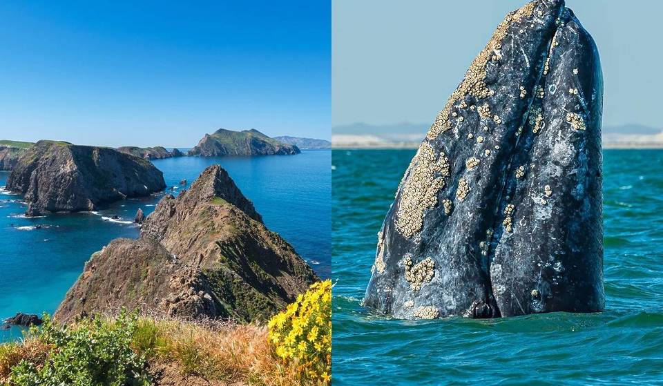 California’s Least-Visited National Park Sits On A ‘Whale Migration Highway’ — Here’s How To See 15,000 Gray Whales There This Winter