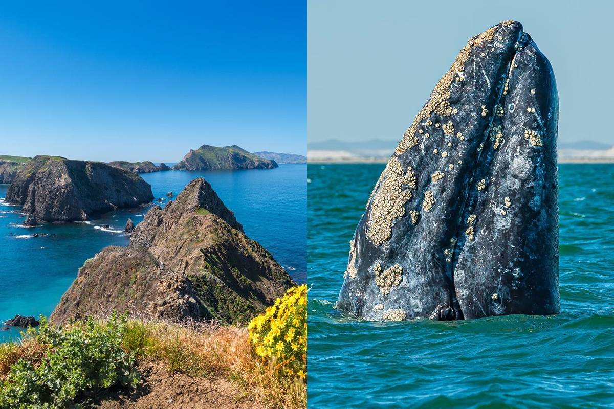 California’s Least-Visited National Park Sits On A ‘Whale Migration Highway’ — Here’s How To See 15,000 Gray Whales There This Winter