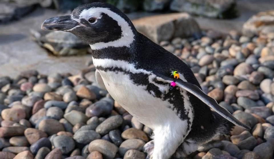 The Aquarium Of The Pacific Welcomes Rosie: A Quiet And Playful New Penguin You Can Watch Via Livestream