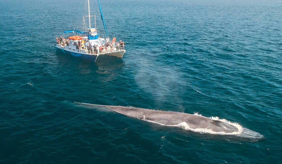 The ‘Dolphin And Whale Watching Capital Of The World’ Is 1 Hour From L.A. — It Has The Greatest Concentration Of Blue Whales And Dolphins On Earth