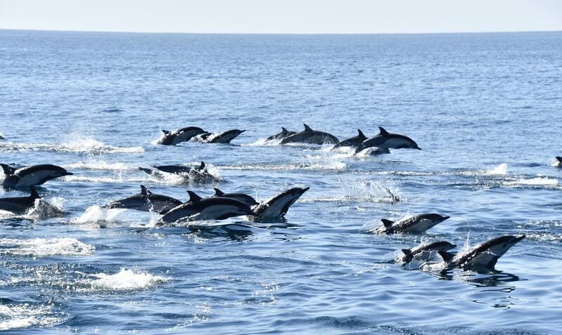 A pod of dolphins in Dana Point.