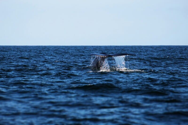 Whale tail emerges from the water at Dana Point