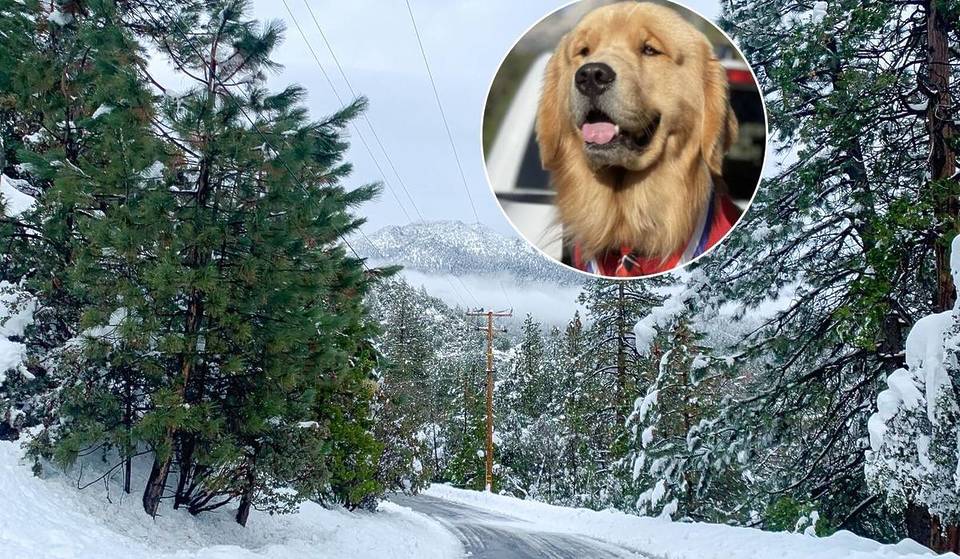 This Rustic Alpine Town Is A Cozy Winter Escape Near L.A., Famous For Its Golden Retriever Mayor