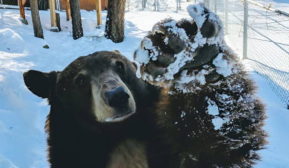 Ce sanctuaire de la vie sauvage situé à moins de 2 heures de Los Angeles vous permet d&rsquo;approcher de près des ours sauvés – et il est rempli d&rsquo;espèces indigènes.