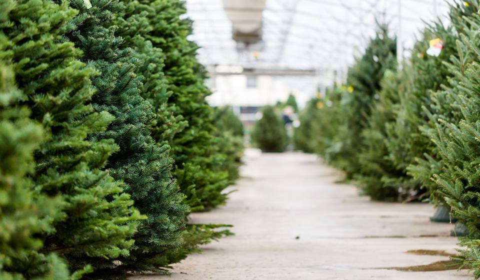 Diese Nachbarschaft in L.A. verschenkt echte Weihnachtsbäume – hier erfahren Sie, wo und wann Sie Ihre Bäume abholen können