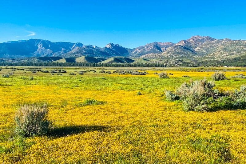 Mt San Jacinto SP valley of flowers