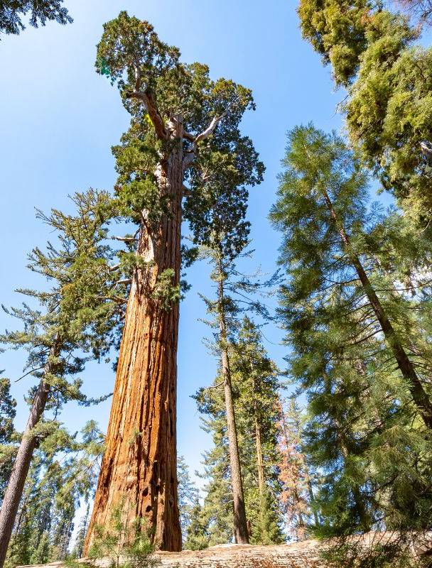 La Californie abrite la "ville nationale des sapins de Noël", un passage pittoresque à 3 heures de Los Angeles.
