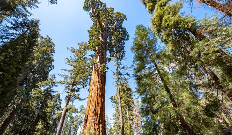 California Is Home To The ‘Nation’s Christmas Tree City’ — A Quaint Gateway Just 3 Hours From L.A.