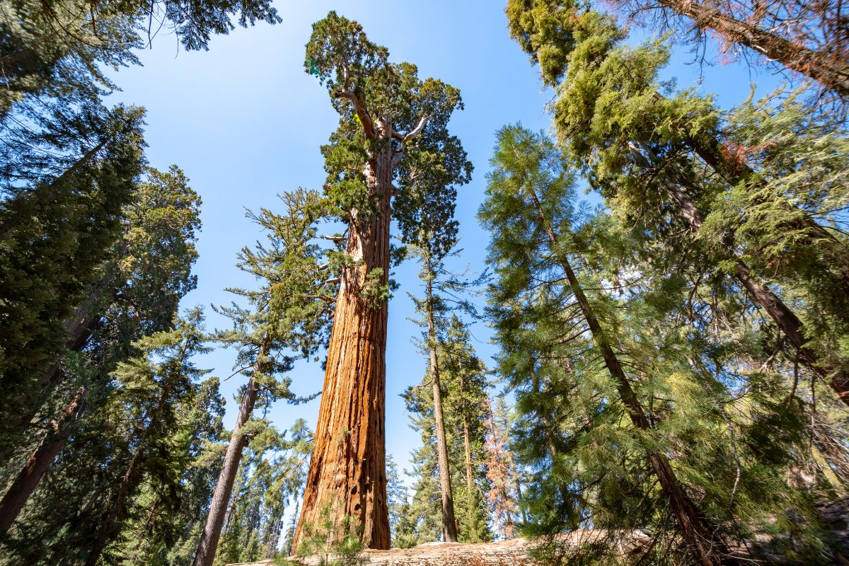 California Is Home To The ‘Nation’s Christmas Tree City’ — A Quaint Gateway Just 3 Hours From L.A.