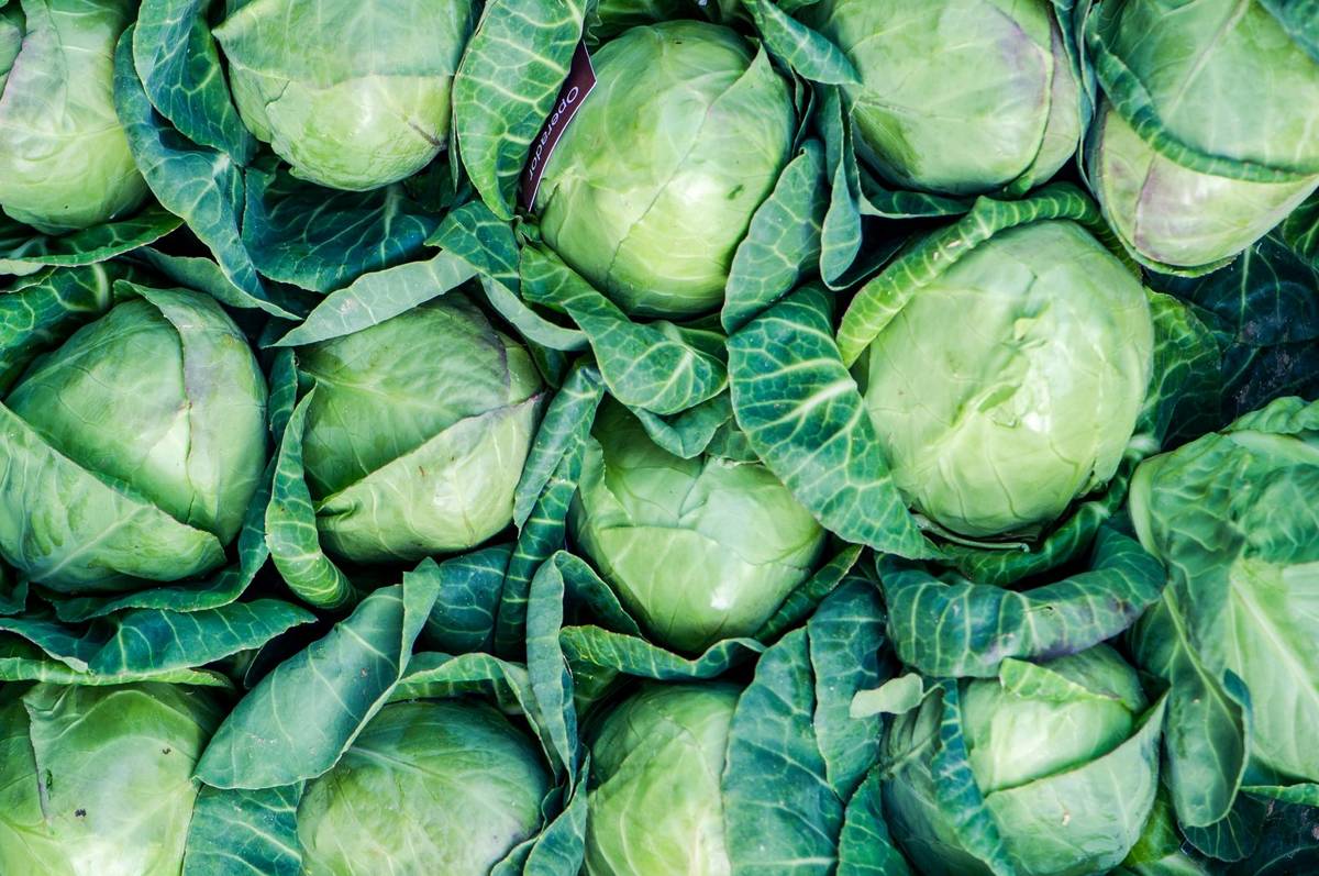 Cabbage