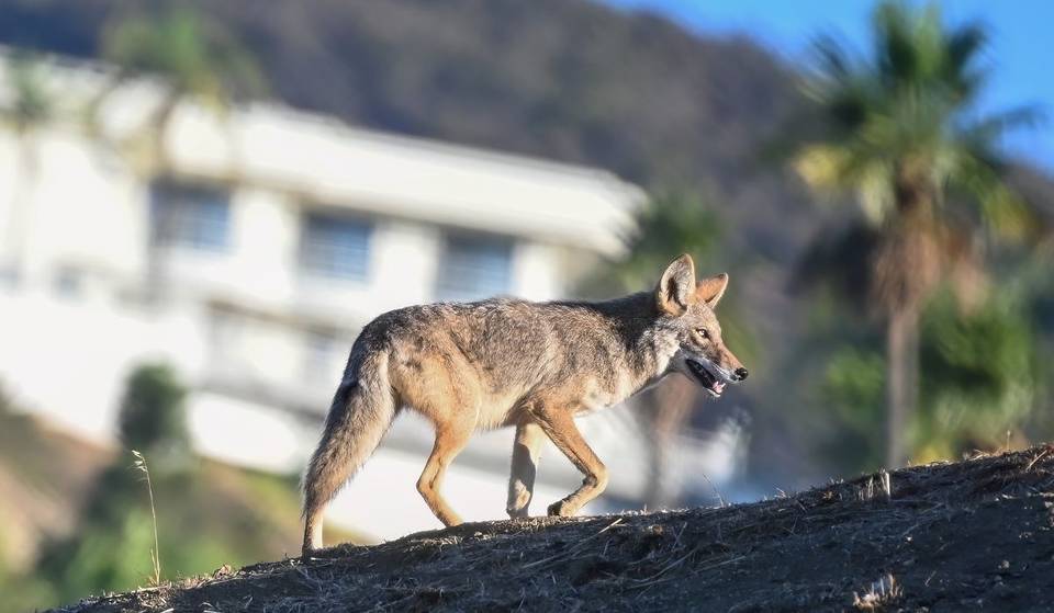 SoCal Is About To See A Big Spike In Urban Coyote Sightings — Here’s Why It’s Completely Normal