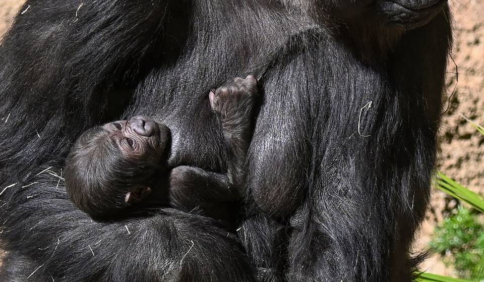 The L.A. Zoo Welcomes An Adorable Baby Gorilla — The Fifth Great Ape Born In A Yearlong ‘Baby Boom’