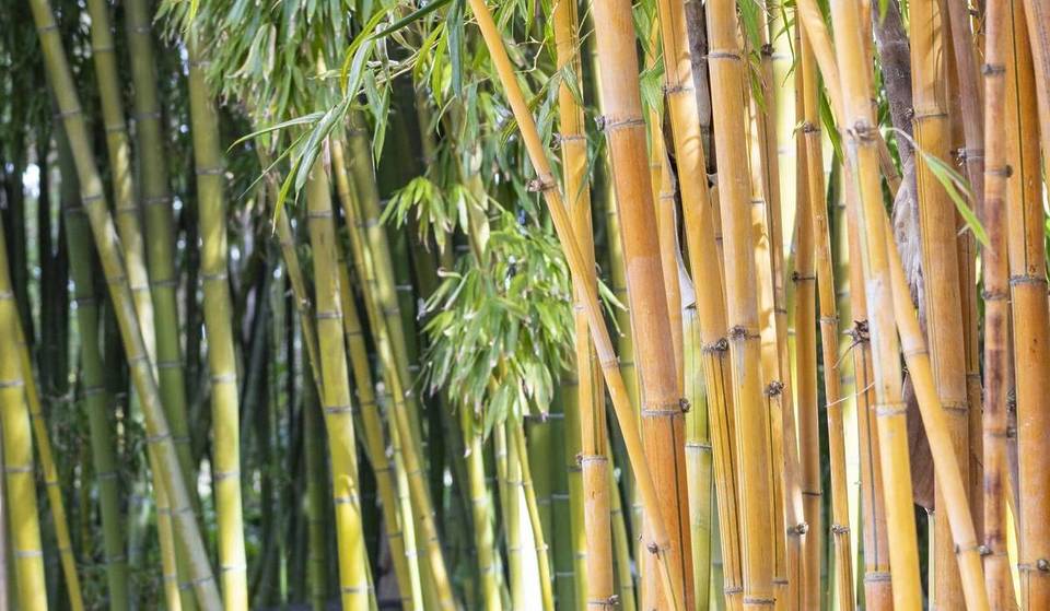 La plus grande collection de bambous vivants d&rsquo;Amérique du Nord se trouve à moins de 2 heures de Los Angeles, entourée de 6 km de sentiers avec vue sur l&rsquo;océan.