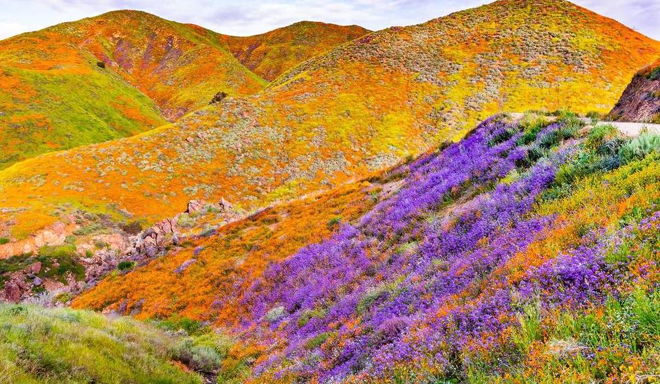 2026 Might Bring Back A Superbloom To SoCal — Record Winter Rainfall Could Make It Happen