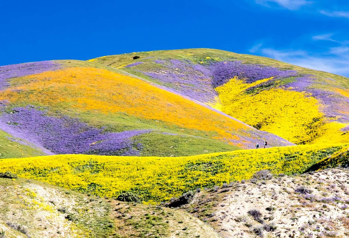 Superbloom_at_Carrizo_2017