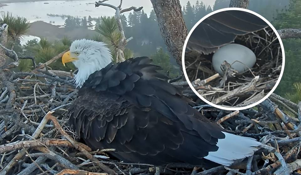 La águila Jackie de Big Bear ha puesto su primer huevo de 2026, y es posible que haya más en camino.