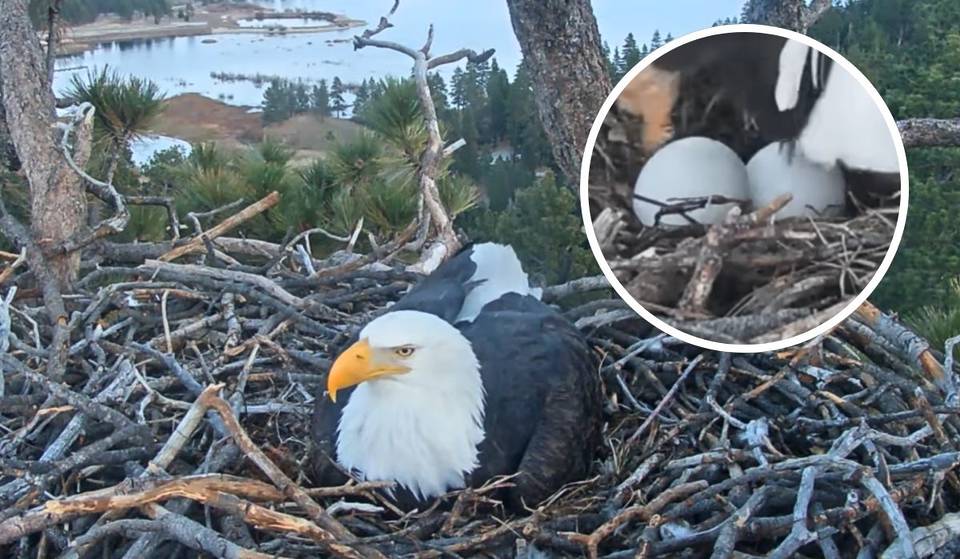 Las famosas águilas de Big Bear acaban de poner un segundo huevo y es posible que haya un tercero en camino.