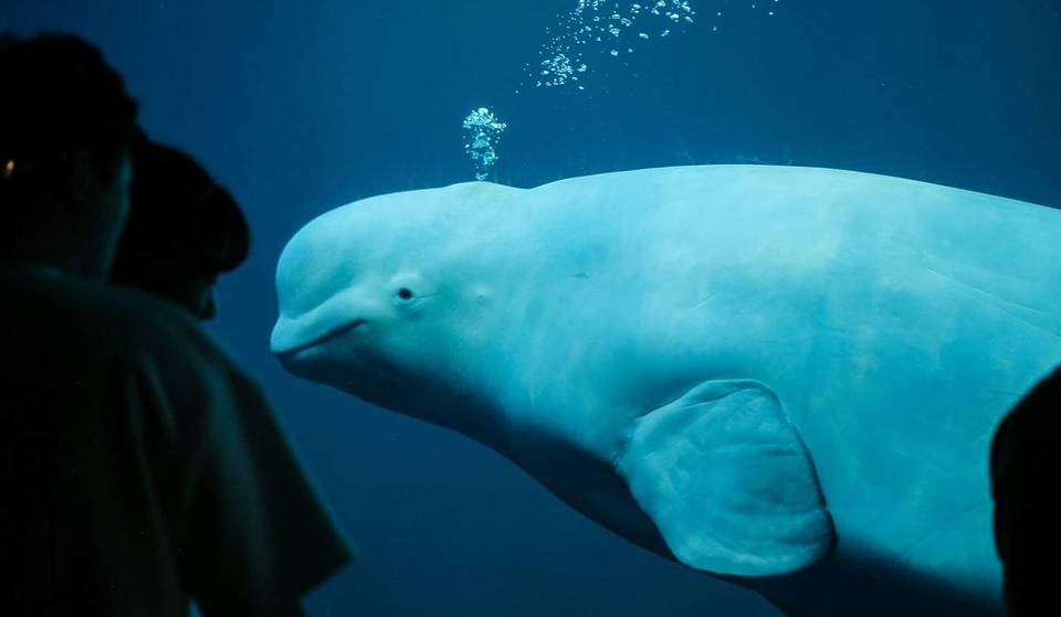Canada Approves Export Of 30 Captive Beluga Whales To U.S. Aquariums — Which Could Include SeaWorld San Diego