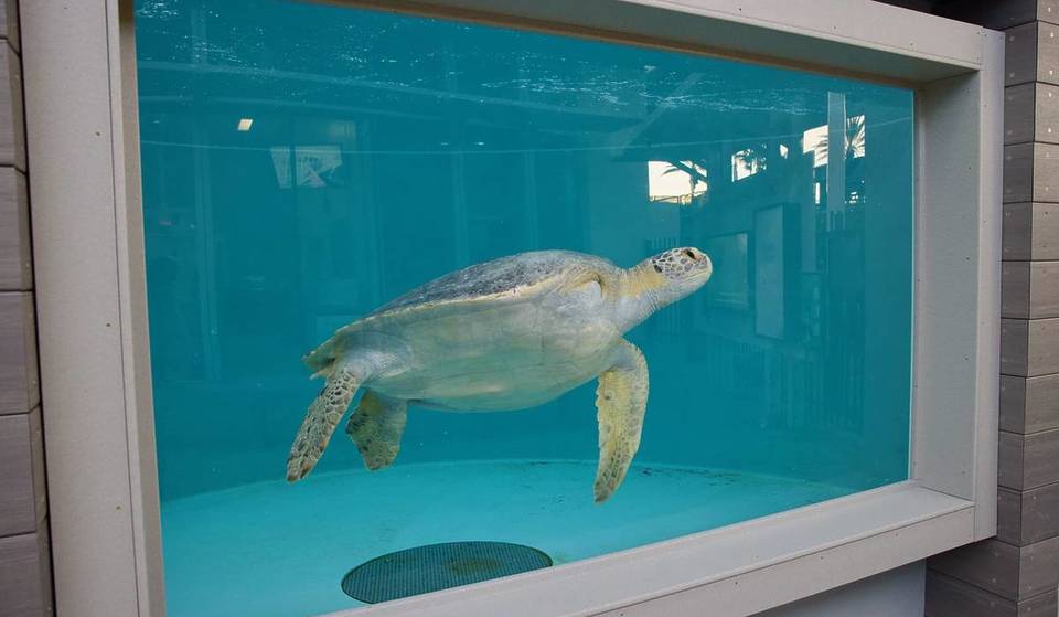 Visit 3-Flippered ‘Porkchop’ The Sea Turtle At The Aquarium Of The Pacific’s New Rehabilitation Exhibit
