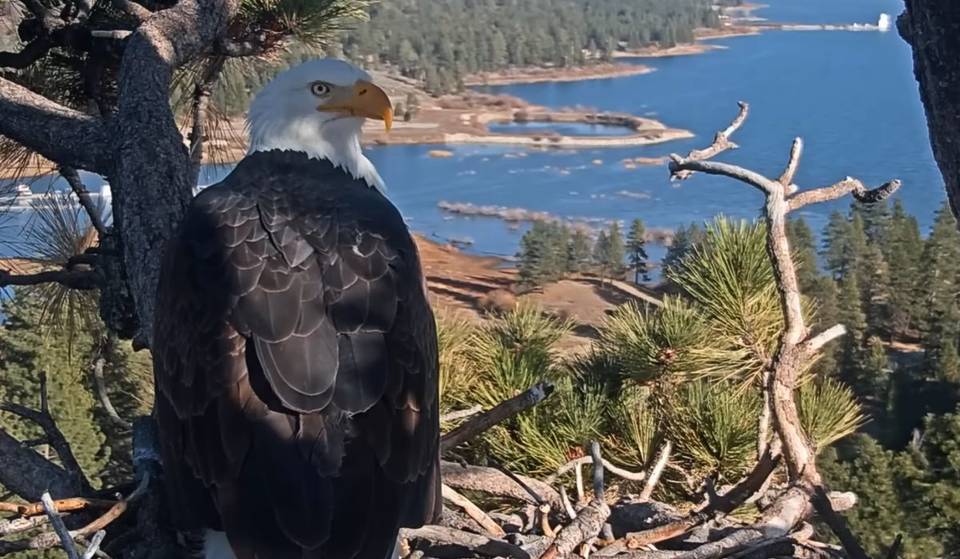 Die Big Bear Eagles Jackie und Shadow haben ihre Eier verloren – die Saison bleibt ungewiss