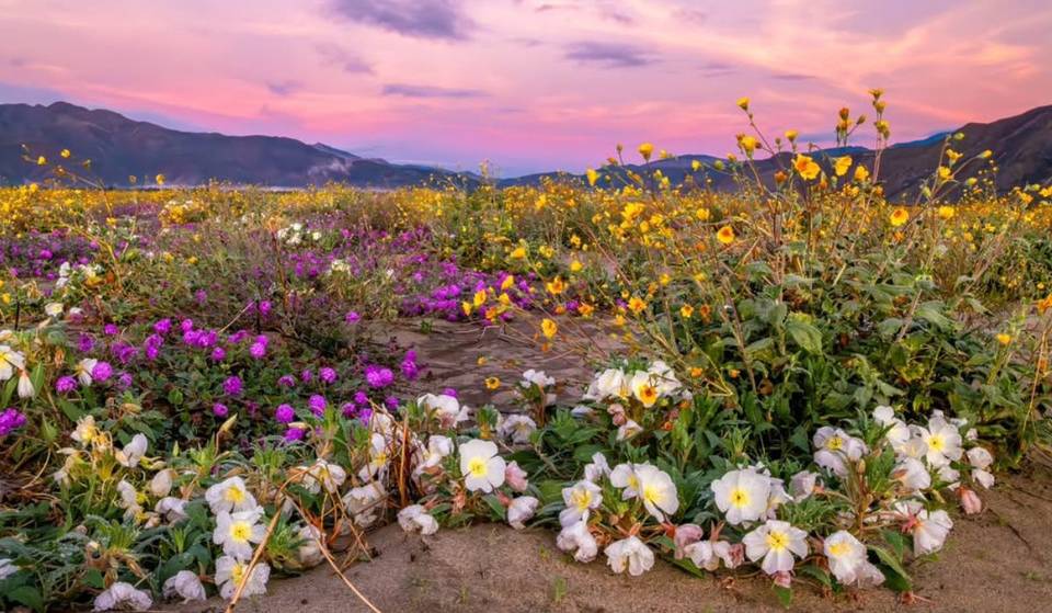 This SoCal Desert State Park Is Seeing A Rare Early Bloom — Making A Superbloom In 2026 More Likely