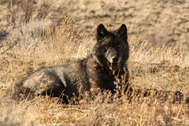 For the first time in more than 100 years, a gray wolf has entered ...