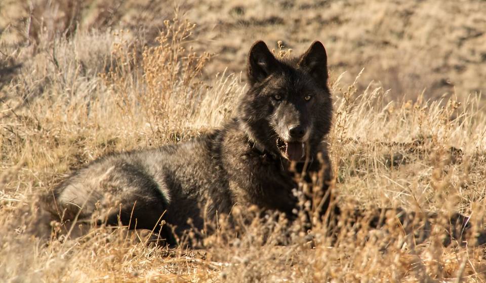 Un loup gris a été vu dans le comté de Los Angeles pour la première fois depuis plus d&rsquo;un siècle