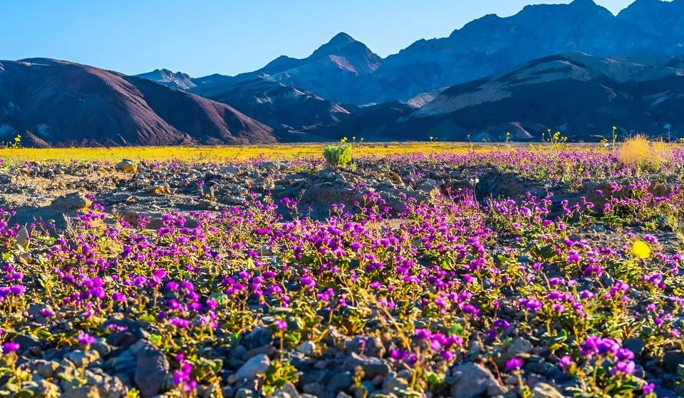 Das Death Valley erlebt seine erste „10-Jahres-Superblüte” seit 2016 – das sind die besten Orte, um sie zu sehen