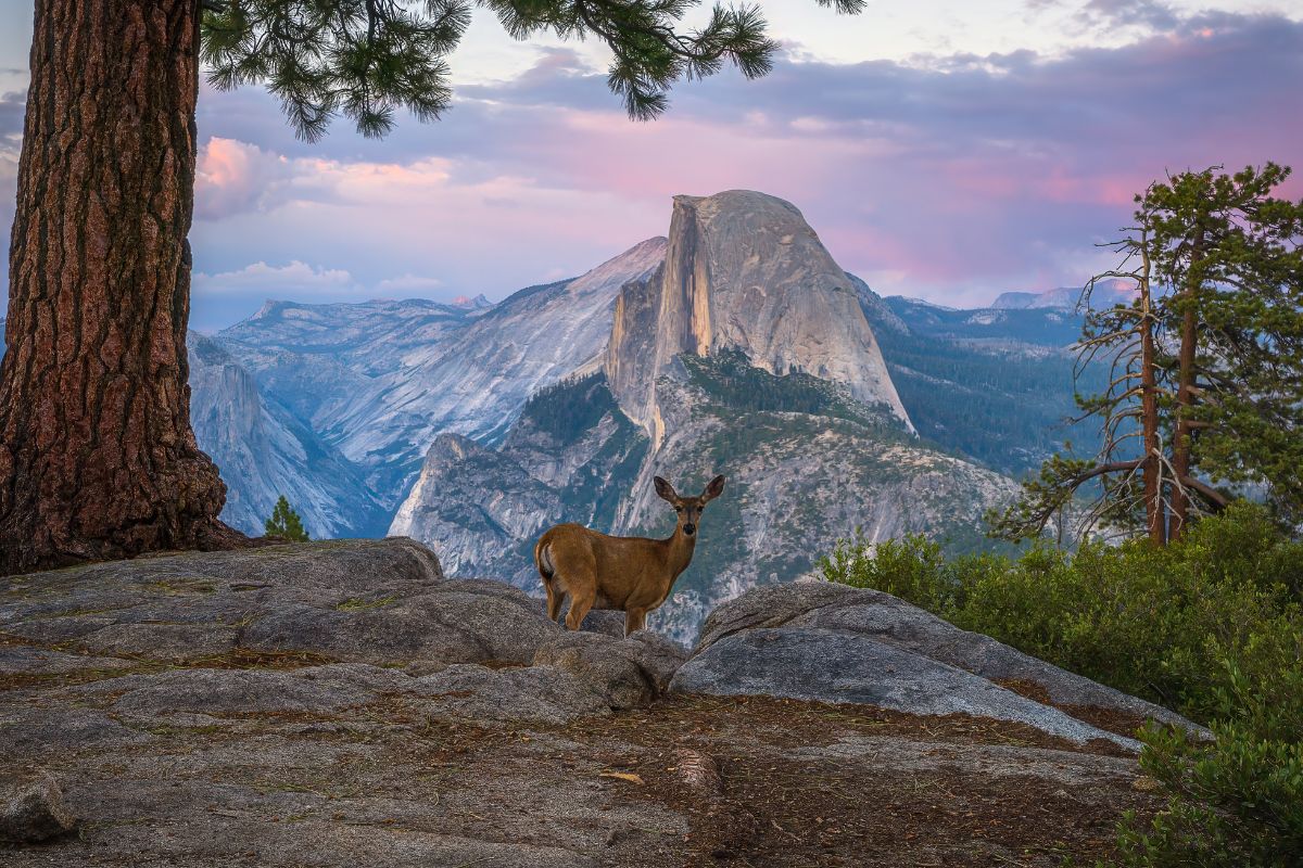 Yosemite National Park Axes Entry Reservations In 2026, NPS Recommends Exploring Other Options