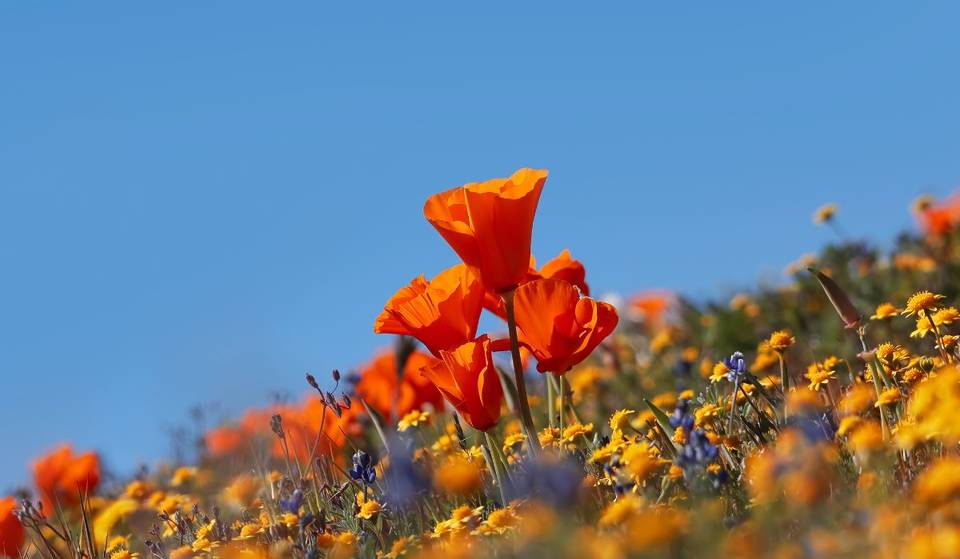 Este parque estatal de California está experimentando una floración temprana de flores silvestres. ¿Podría ser esto un indicio de una superfloración en 2026?