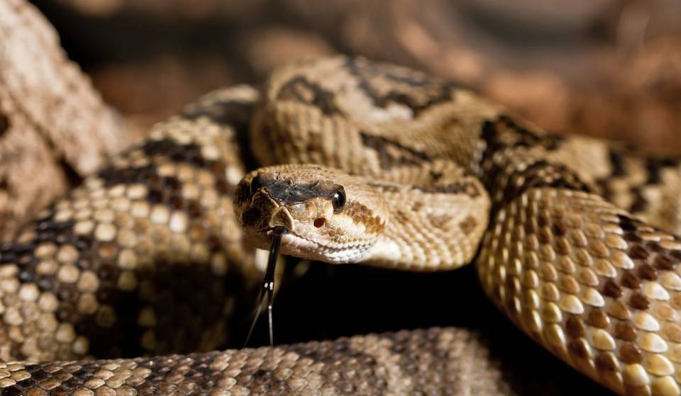 California Is The Second Most Rattlesnake-Infested State In The U.S., With Over 10 Different Species