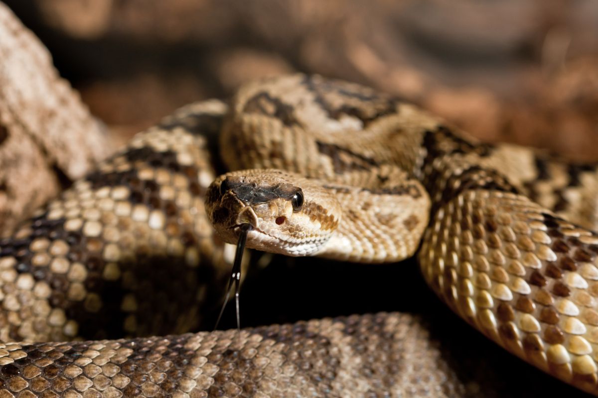 California Is The Second Most Rattlesnake-Infested State In The U.S., With Over 10 Different Species