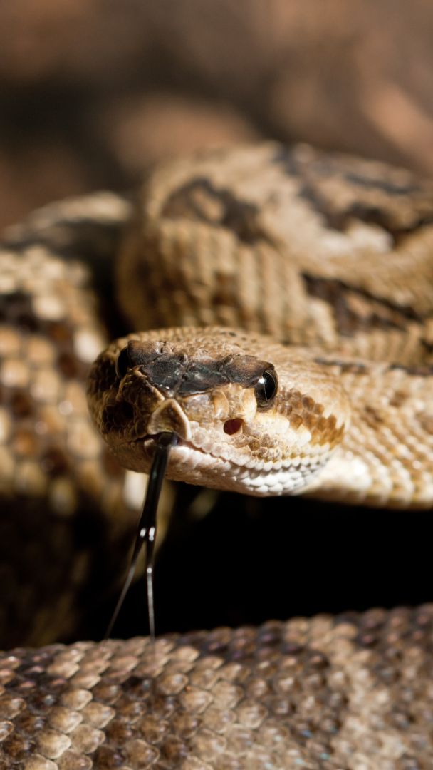 Kalifornien ist mit über 10 verschiedenen Arten der zweitgrößte Rattlesnake-Staat der USA.