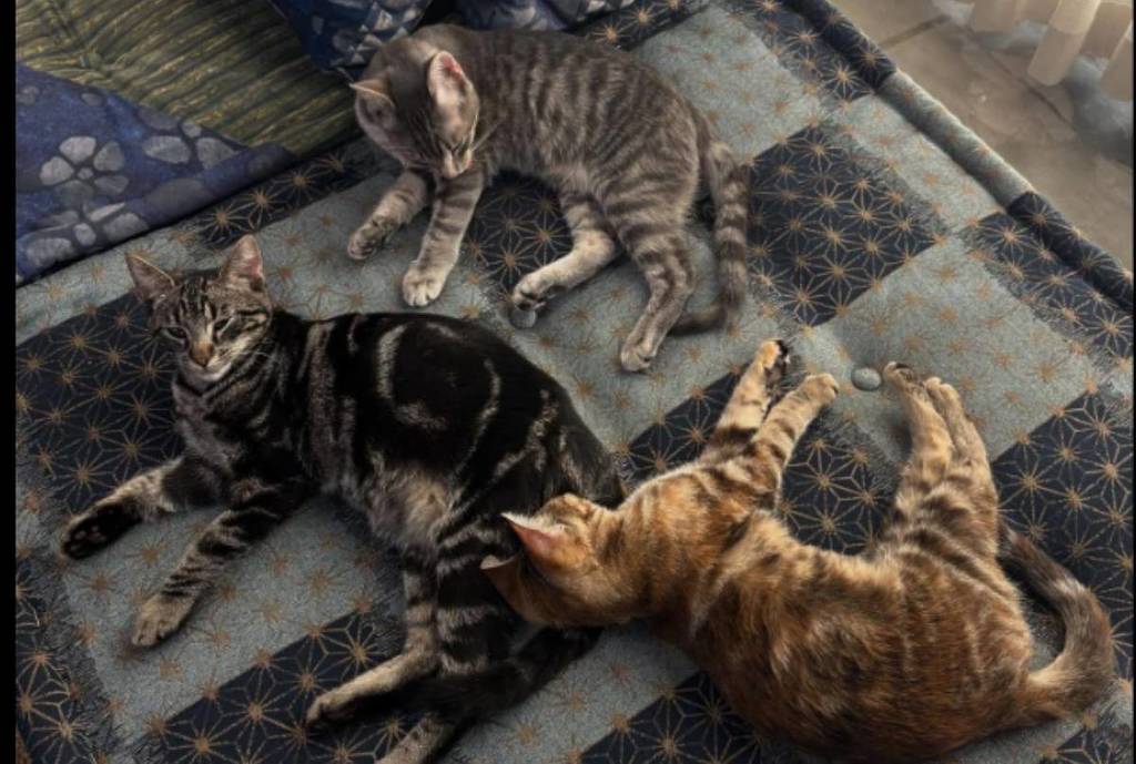 Los gatos del Little Lions Social Club