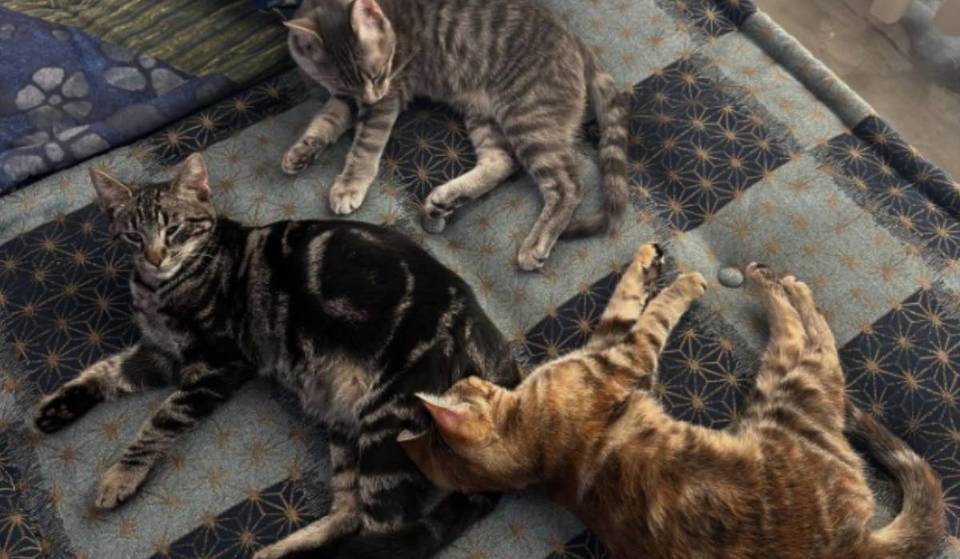 Dieses moderne Katzenrefugium mit „Little Lions” versteckt im Arts District ist L.A.s neuester Geheimtipp als dritter Ort.