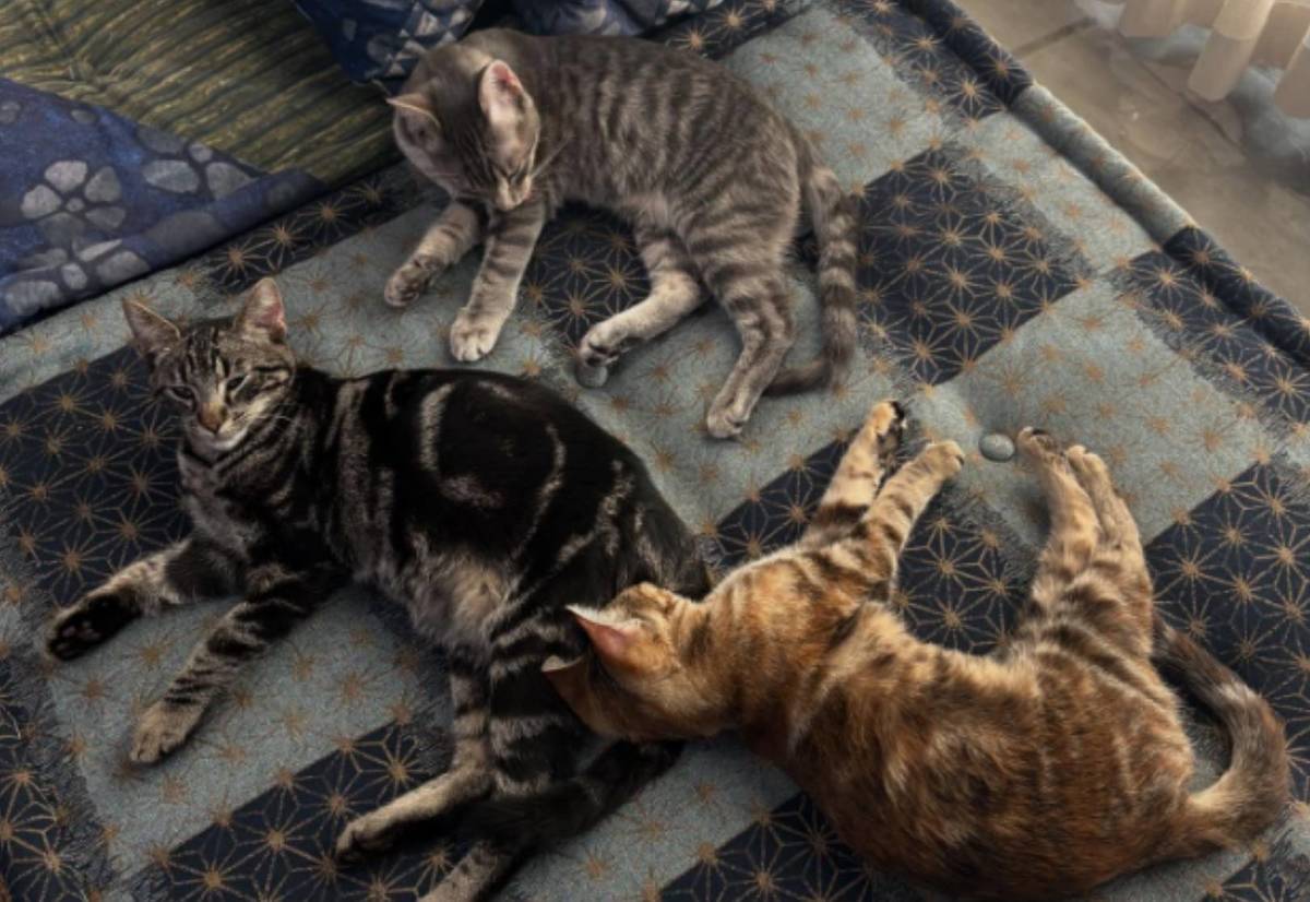 This Modern Cat Sanctuary With ‘Little Lions’ Tucked Away In The Arts District Is L.A.’s Newest Third Space Hidden Gem