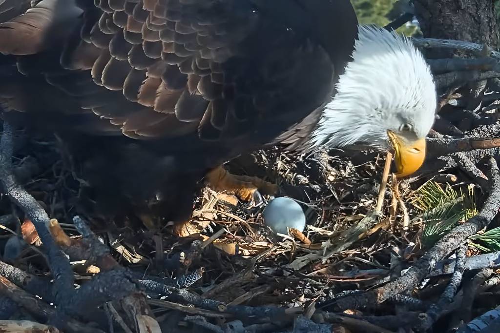 BB Eagles_Jackie_egg (1)