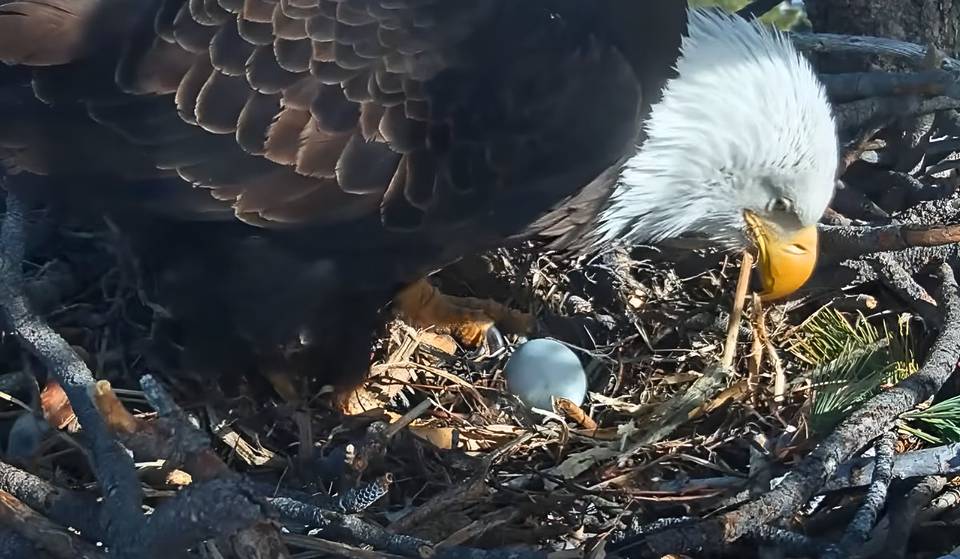 Les aigles de Big Bear, Jackie et Shadow, ont pondu un nouvel œuf dans leur deuxième couvée — un autre pourrait arriver bientôt.