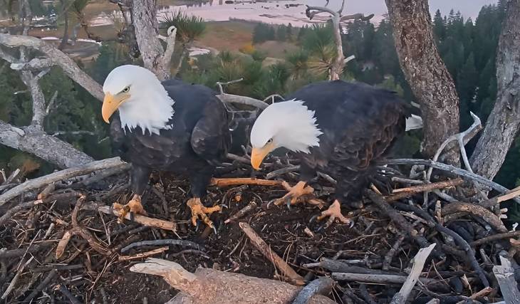 Eine seltene Gelegenheit, die Big Bear-Adler Jackie und Shadow aus nächster Nähe zu sehen, bietet sich an diesem Wochenende.