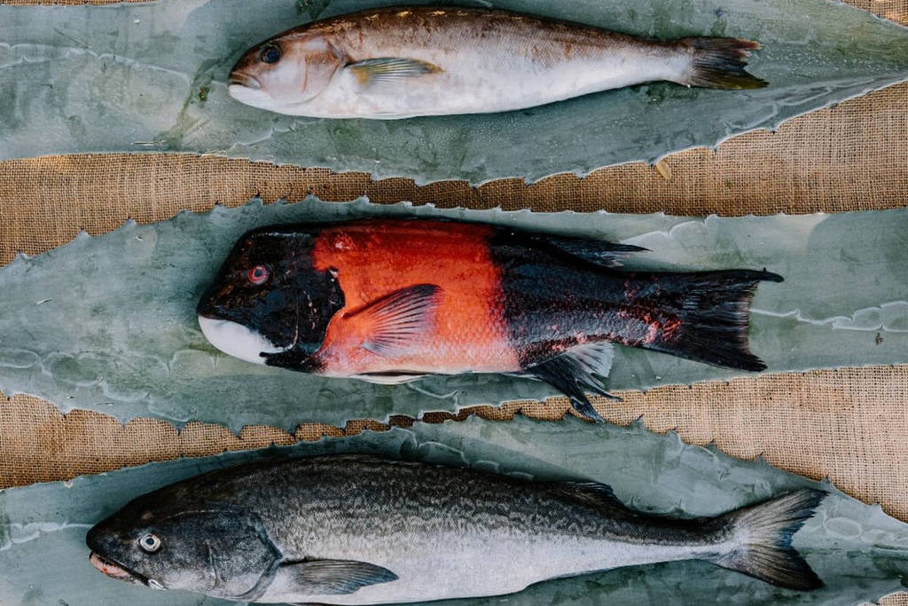 Image from Noma's official website