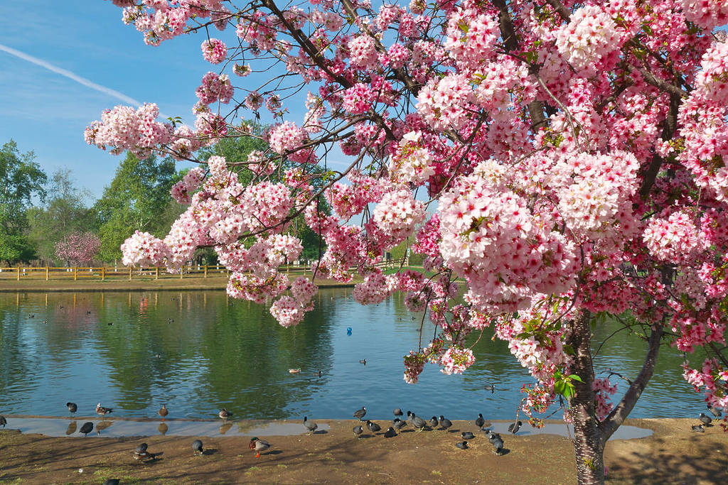 Cherry blossoms at Lake Balboa