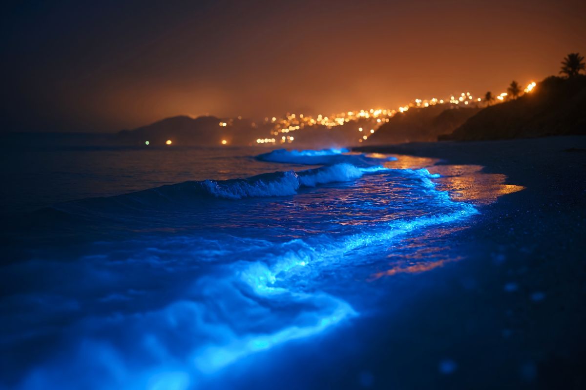 California Is One Of The Only Places In The World Where You Can See Bioluminescent Waves: Here’s How To Find Them
