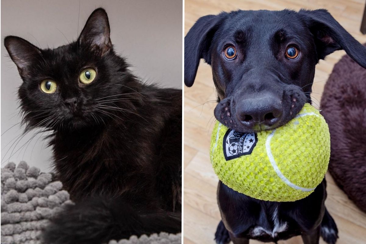 L.A. County Issues Urgent Call For Assistance After Record-Breaking Rescue Of 300+ Pets — Here’s How You Can Help