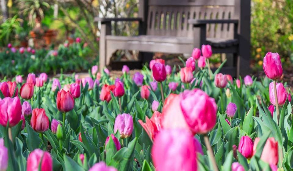 « La petite Hollande de Californie » présente 35 000 tulipes en pleine floraison dans un jardin botanique de 60 hectares